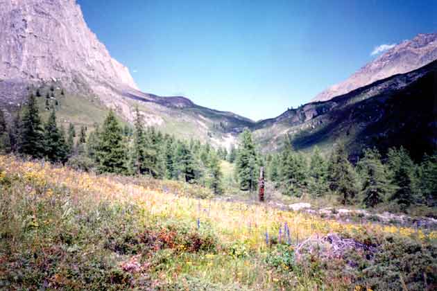 � ������ �. �����